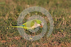 Monk Parakeet (Myiopsitta monachus) Cape Coral Florida