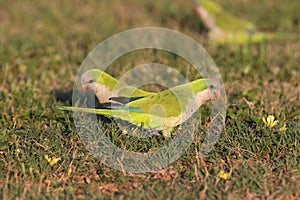 Monk Parakeet (Myiopsitta monachus) Cape Coral Florida