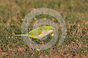 Monk Parakeet (Myiopsitta monachus) Cape Coral Florida