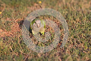 Monk Parakeet (Myiopsitta monachus) Cape Coral Florida