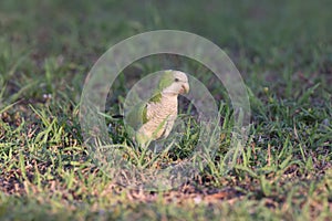 Monk Parakeet (Myiopsitta monachus) Cape Coral Florida