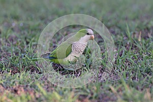 Monk Parakeet (Myiopsitta monachus) Cape Coral Florida