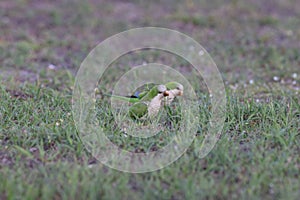 Monk Parakeet (Myiopsitta monachus) Cape Coral Florida