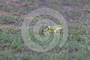 Monk Parakeet (Myiopsitta monachus) Cape Coral Florida