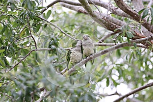Monk Parakeet (Myiopsitta monachus) Cape Coral Florida