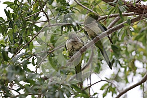 Monk Parakeet (Myiopsitta monachus) Cape Coral Florida