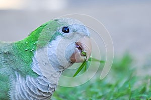 Monk parakeet Myiopsitta monachus eating