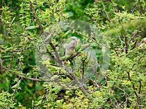 Parakeet on an espinillo tree in Rio Ceballos, Cordoba, Argentina photo