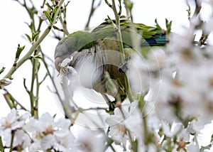 Monk Parakeet (Myiopsitta monachus) in El Retiro Park, Madrid