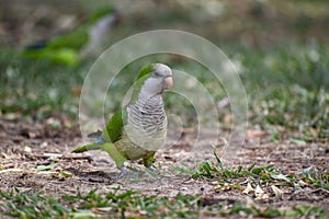 monk parakeet (myiopsitta monachus), or quaker parrot