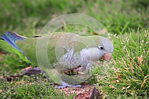 Monk parakeet in the park of Barcelona