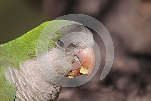 Monk Parakeet