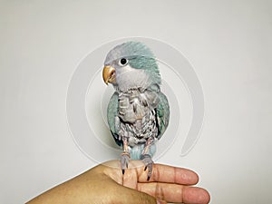 Monk parakeet problem feathers