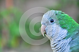 Monk parakeet Quaker parrot