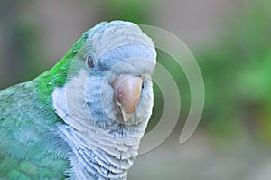 Monk parakeet Quaker parrot