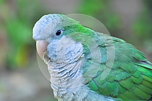 Monk parakeet Quaker parrot Myiopsitta monachus