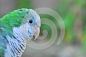 Monk parakeet Quaker parrot sideways