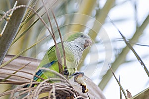 Monk parakeet, quaker parrot, on a tree branch in Malaga, Andalusia in Spain