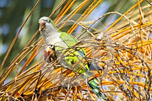 Monk parakeet, quaker parrot, on a tree branch in Malaga, Andalusia in Spain