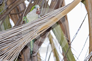 Monk parakeet, quaker parrot, on a tree branch in Malaga, Andalusia in Spain