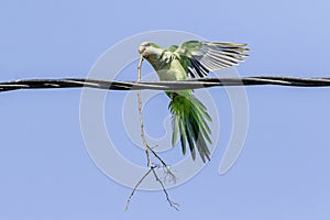 Monk Parakeet in the Rio Grande Valley