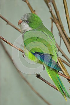 Monk parakeet
