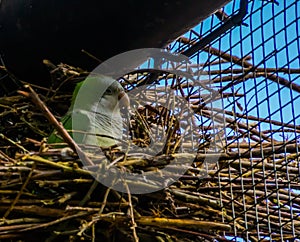 Monk parakeet sitting in its nest, bird breeding season in spring, tropical bird from America, popular pet in aviculture