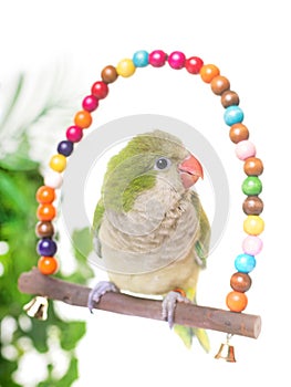 Monk parakeet in studio