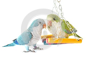 Monk parakeet in studio