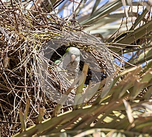 Monk Parakeet in Torremolinos Spain