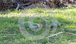 Monk Parakeet in Torremolinos Spain