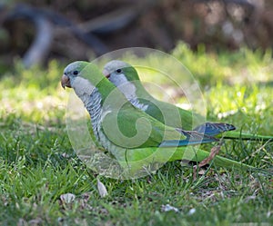 Monk Parakeet in Torremolinos Spain