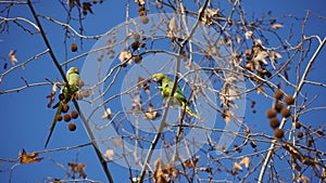 Monk parakeet - wild green parrots on Chestnut tree in the winter