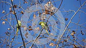 Monk parakeet - wild green parrots on Chestnut tree in the winter