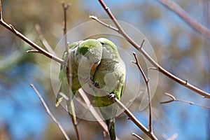 Monk Parakeets, Myiopsitta monachus