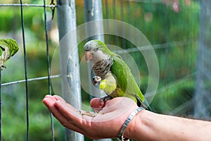 Monk parakeets (Quaker parrot) eat from hands photo