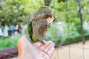 Monk parakeets (Quaker parrot) eat from hands photo