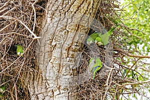 Monk Parakeets at their nests in a tree, Pantanal Wetlands, Mato Grosso, Brazil