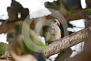 monk parrot in zoo cages, colorful and funny birds, heat-loving birds.