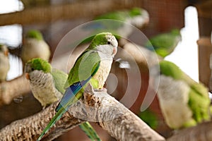 monk parrot in zoo cages, colorful and funny birds, heat-loving birds.