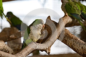 monk parrot in zoo cages, colorful and funny birds, heat-loving birds.