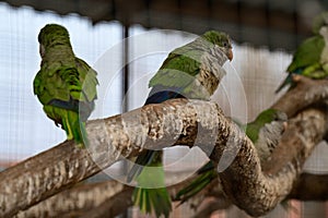 monk parrot in zoo cages, colorful and funny birds, heat-loving birds.