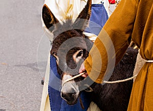 Monk pulls on donkey`s halter,