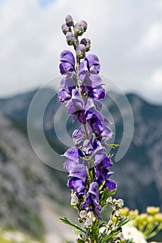 Monk`s-hood or wolfsbane in the German Alps