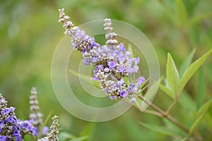 Monk`s pepper Vitex agnus-castus purple flowers spike