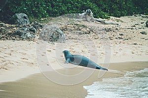 Monk seal walk out of the water in Hawaii, US.