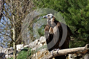 Monk Vulture