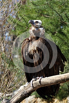 Monk Vulture