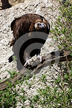 Monk Vulture