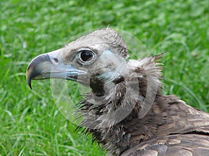 Monk vulture